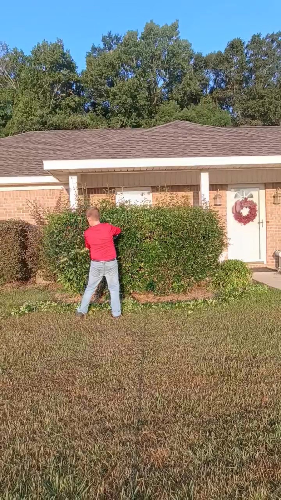 Leaning into the hedge mid-cut with the trimmer, freshly shaped edge visible