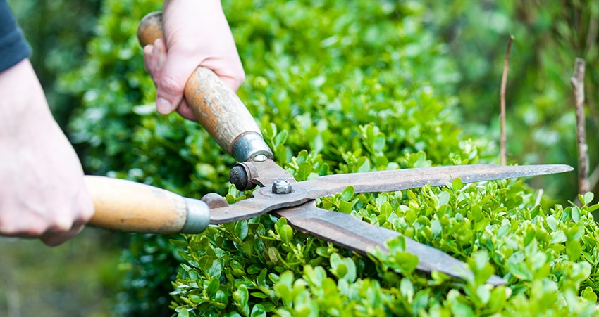 Trimming Hedge